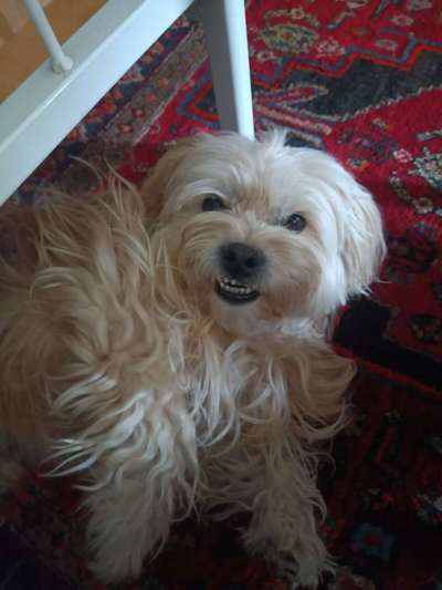 Hunde Memes-Beitrag-Bild