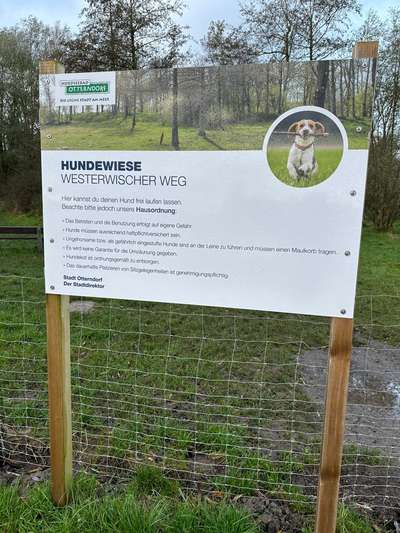 Hundeauslaufgebiet-Hundewiese Westerwischer Weg-Bild