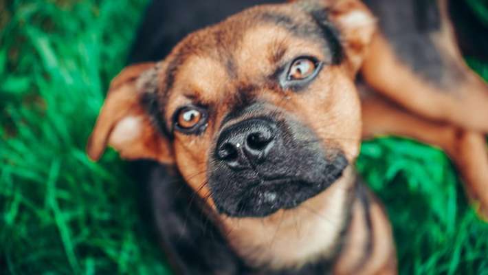 Die Dogorama Kalender Challenge 4/4-Beitrag-Bild