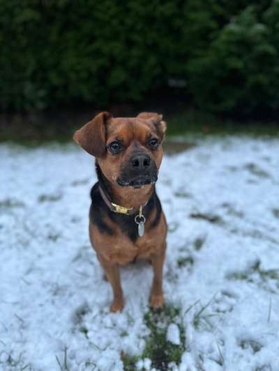 Mischlinge raten - Rätselspaß-Beitrag-Bild