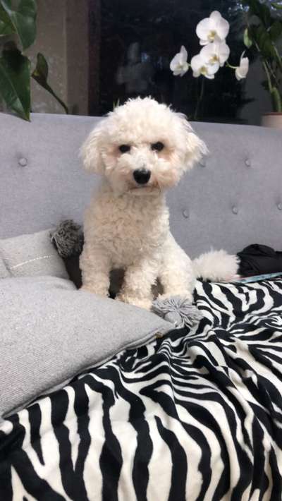 Hundetreffen-Hundetreffen Platte Wiesbaden-Bild