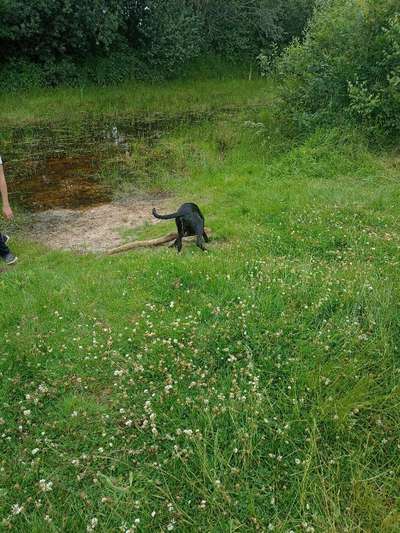 Hundeauslaufgebiet-Nordpol-Bild