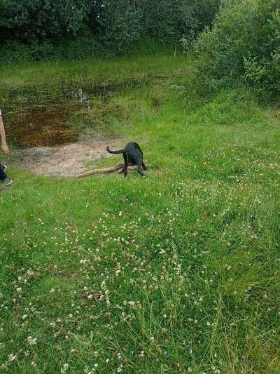 Hundeauslaufgebiet-Nordpol-Bild