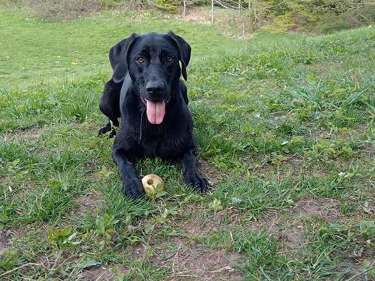 Labradorfans-Beitrag-Bild