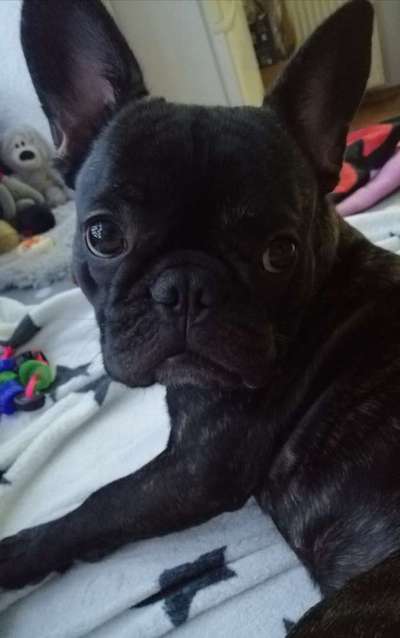 Dogorama Photo Challenge - Hundeblick zum hinschmelzen-Beitrag-Bild