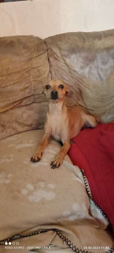 Windhunde - Treffen der besonderen Schönheiten
HERZLICH WILLKOMMEN-Beitrag-Bild