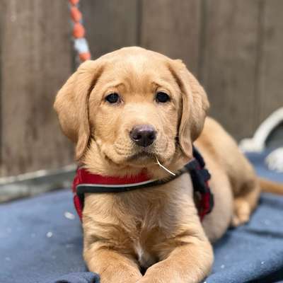 Hundetreffen-Welpe sucht Freunde-Bild