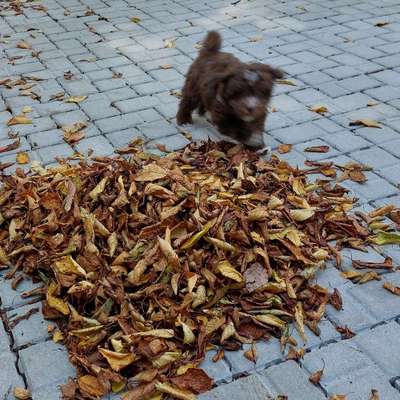 Hundetreffen-Wotan sucht ein einen Spielkameraden. Zum Gassi gehen,Lernen und Unsinn machen.-Bild