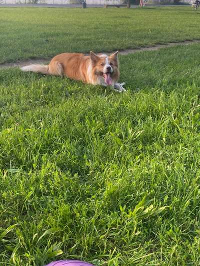 Border Collie-Beitrag-Bild