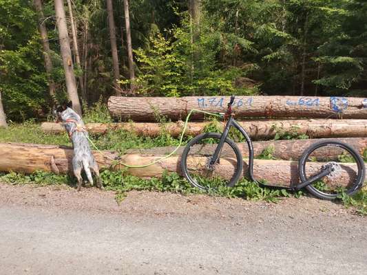 Tretroller Alternative zu Fahrrad?-Beitrag-Bild