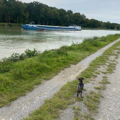 Hundetreffen-Jemand für Gassirunde / Spielgefährte für Zwergdackelhündin gesucht 🤗-Bild