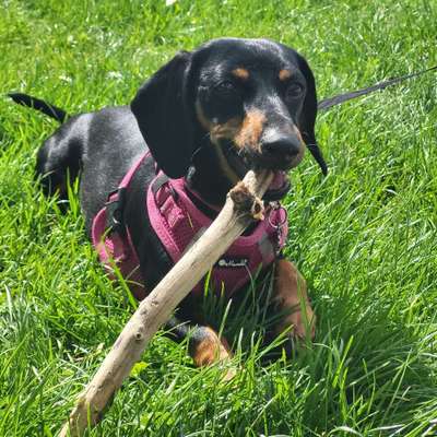 Hundetreffen-Spieltreffen in Oberndorf und Umgebung-Bild