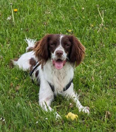 Englisch Springer Spaniel-Beitrag-Bild