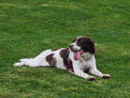 Springer Spaniel-Beitrag-Bild