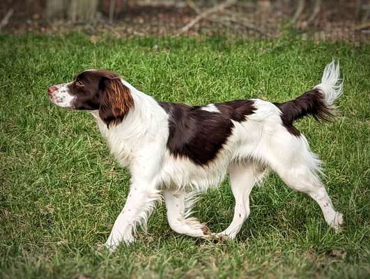 Epagneul Breton-Beitrag-Bild