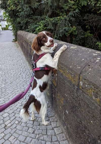 Springer Spaniel-Beitrag-Bild