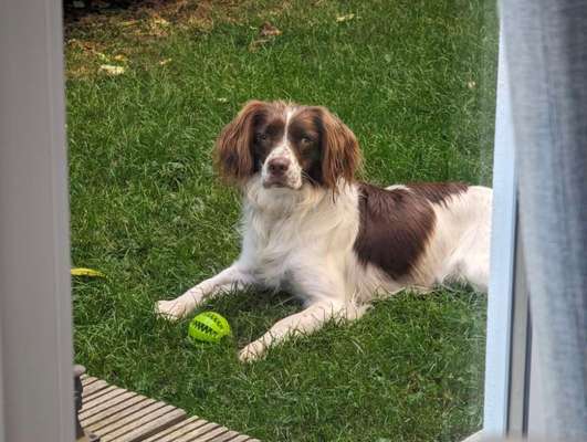 Unsere Fellnasen-Vielfalt im Überblick!-Beitrag-Bild