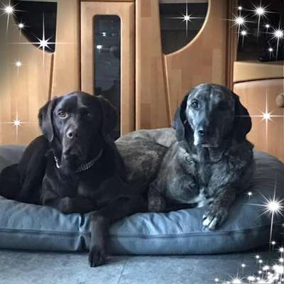 BIG LOVE :) mit 2 Hunden❣️-Beitrag-Bild