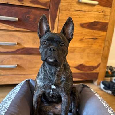Hundetreffen-Treffen/Gassirunden Köln Mülheim/Stammheim-Bild