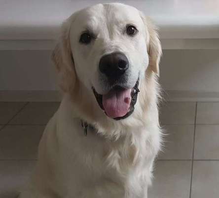 Wo sind die Golden Retriever Liebhaber?-Beitrag-Bild