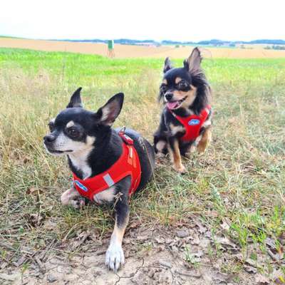 Hundetreffen-Kleinhunde (Chihuahua & Co) Gassi-Treff-Bild