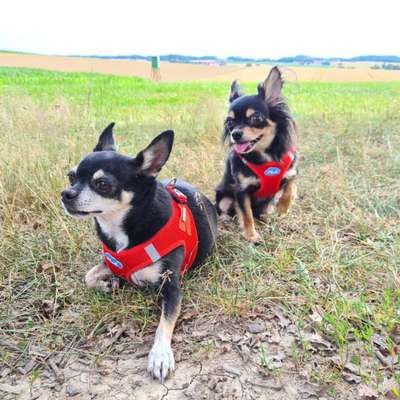 Hundeshops-madoggy®-Bild