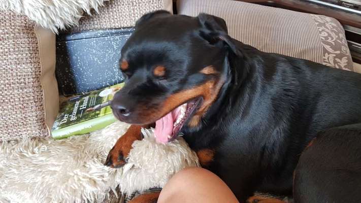 Dogorama Photo Challenge - Dein Hund beim Gähnen-Beitrag-Bild