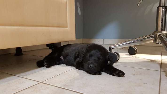 Das erste Bild eures Hundes-Beitrag-Bild