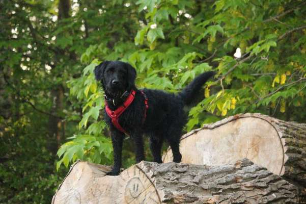 Labradoodle gesucht-Beitrag-Bild
