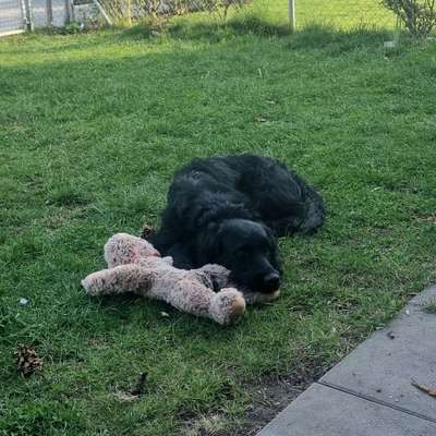 Hund im Garten - Eure Meinungen-Beitrag-Bild