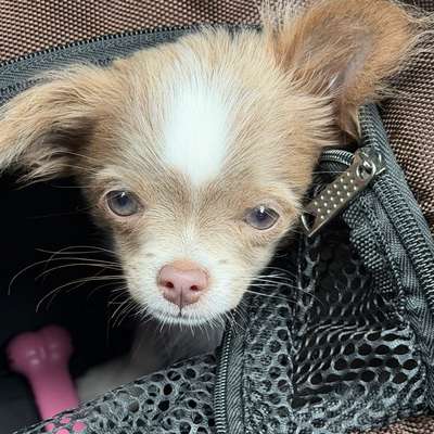 Hundetreffen-Social Walks für kleine Hunde 🐶-Bild