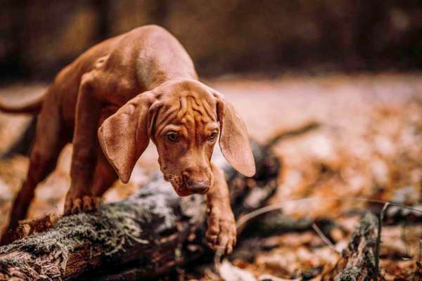 Die Dogorama Kalender Challenge Titelbild-Beitrag-Bild