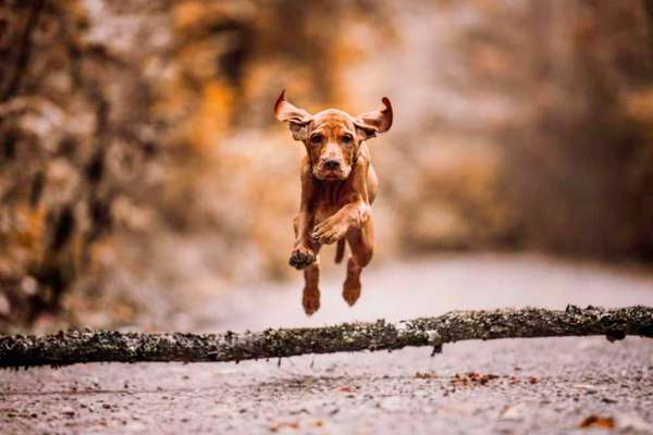 Fotochallenge Nr. 52 „Spring!“-Beitrag-Bild