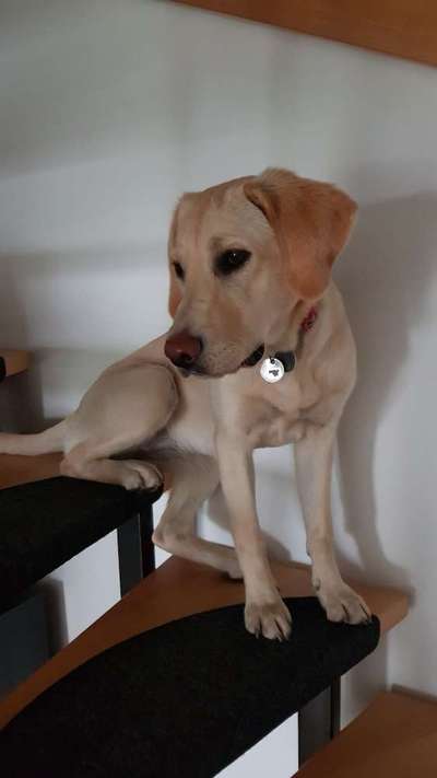 Labradorfans-Beitrag-Bild