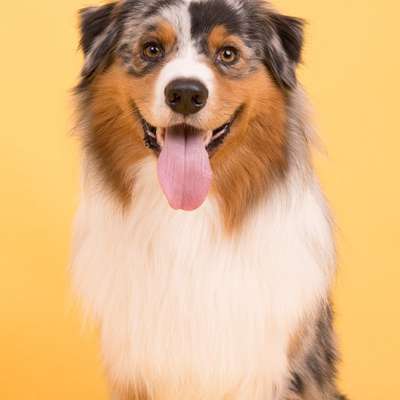 %{de_profession_title}-🐾 Professionelles Hundeshooting-Bild