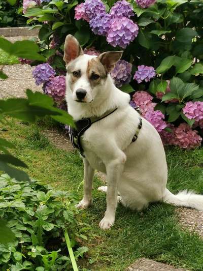 Mischlingshunde Foto Aufruf-Beitrag-Bild