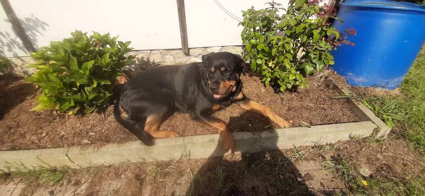 Rottweiler/-Mischlinge-Beitrag-Bild