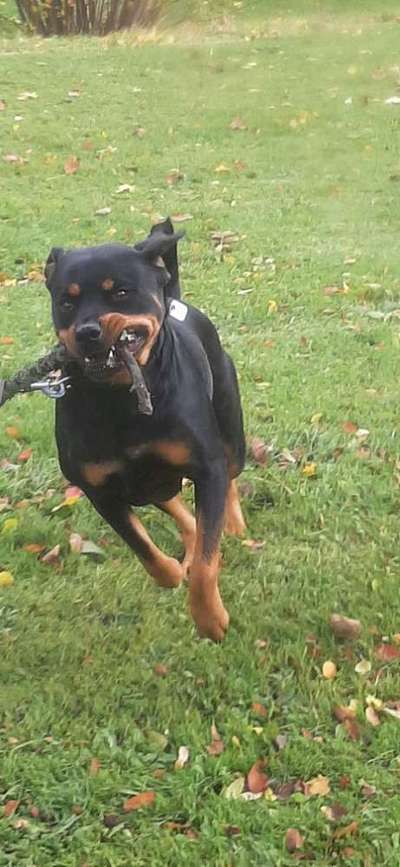 Rottweiler-Beitrag-Bild