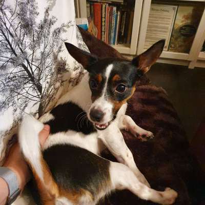 Jack Russel-Beitrag-Bild