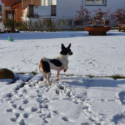 Hund hebt das Bein, bedeutet Aggression?!-Beitrag-Bild