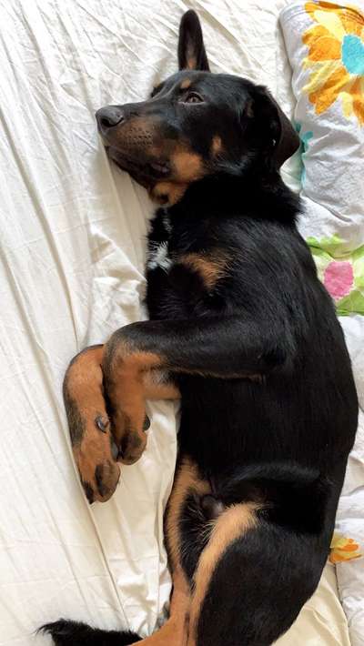 Welpen Bilder !-Beitrag-Bild