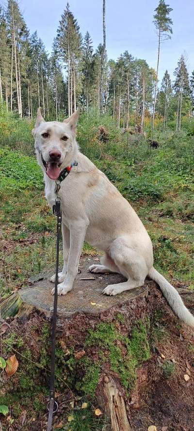 Dogorama Photo Challenge - Gassipause-Beitrag-Bild