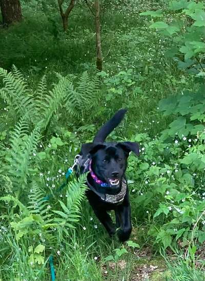 Fotosammlung: ,,Der natürliche Hund" Unbearbeitet, ungestellt und in Natura-Beitrag-Bild