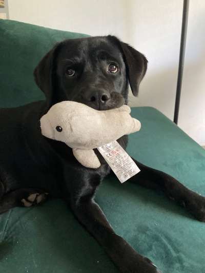 Dogorama Photo Challenge - Details Ganz nah-Beitrag-Bild