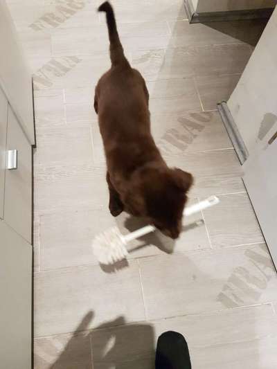 FOTOCHALLENGE: 25  Thema:  Hündische Haushaltshilfen-Beitrag-Bild