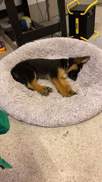 Welpen Bilder !-Beitrag-Bild