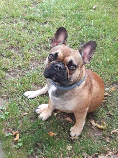 Zeigt her eure Frenchi-Beitrag-Bild