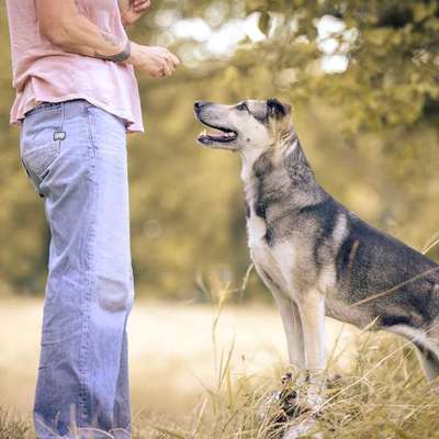 Hundeschule Hundegeschichten in Wolfsgraben  – Dogorama