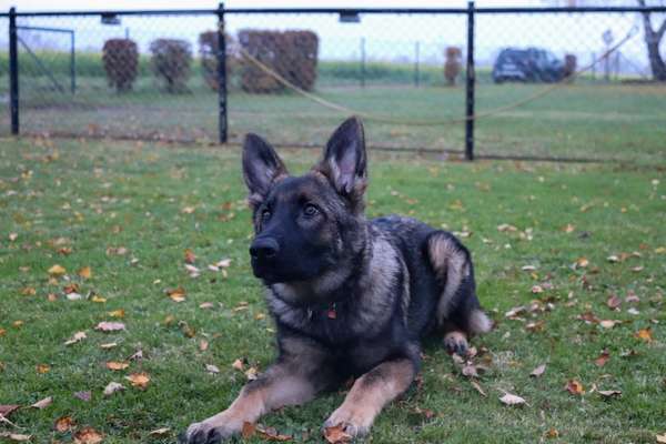 Alles rund um den Schäferhund, diskutieren erwünscht.-Beitrag-Bild