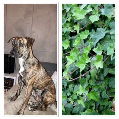 Wie heißt dein Hund?-Beitrag-Bild